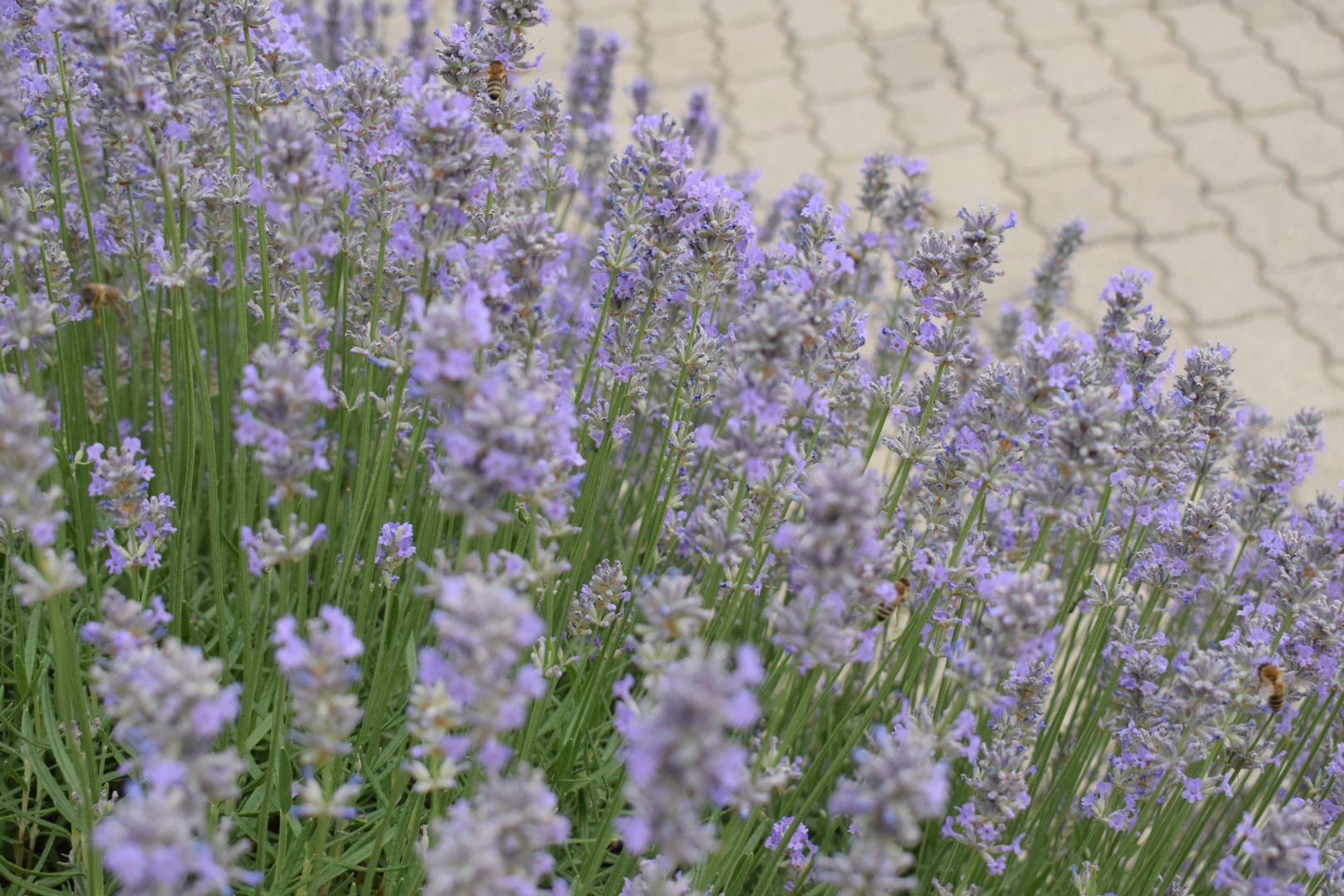 Panoráma Vendégház